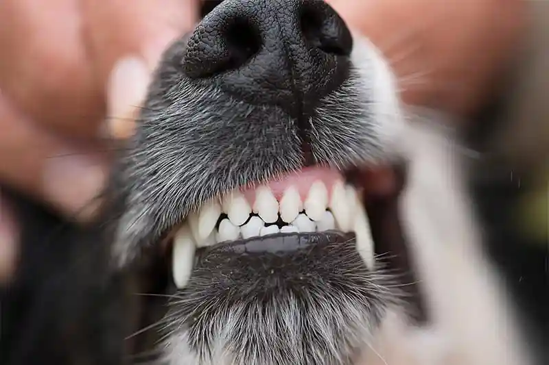 Annual Dental Exams & Cleanings Annual Dental Exams & Cleanings