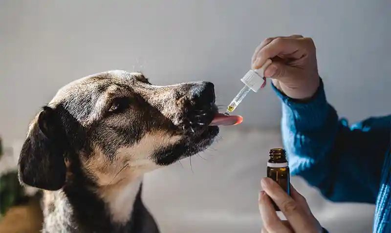 Cytopoint injections Cytopoint injections