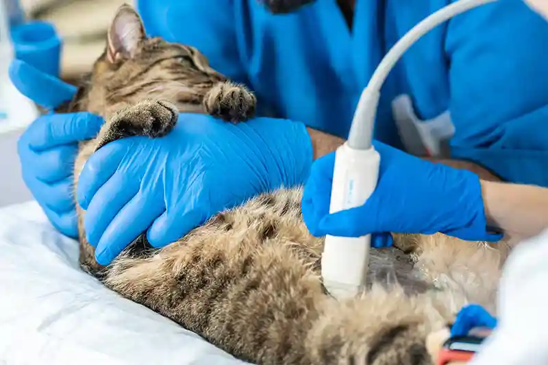Ultrasound Ultrasound