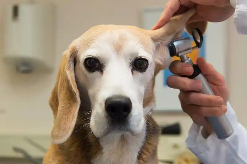 Arthritis Care for Dogs & Cats Arthritis Care for Dogs & Cats