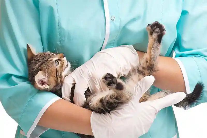 Soft Tissue Surgery Soft Tissue Surgery