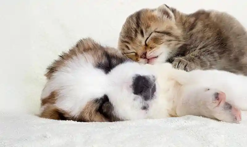 Puppies & Kittens Puppies & Kittens