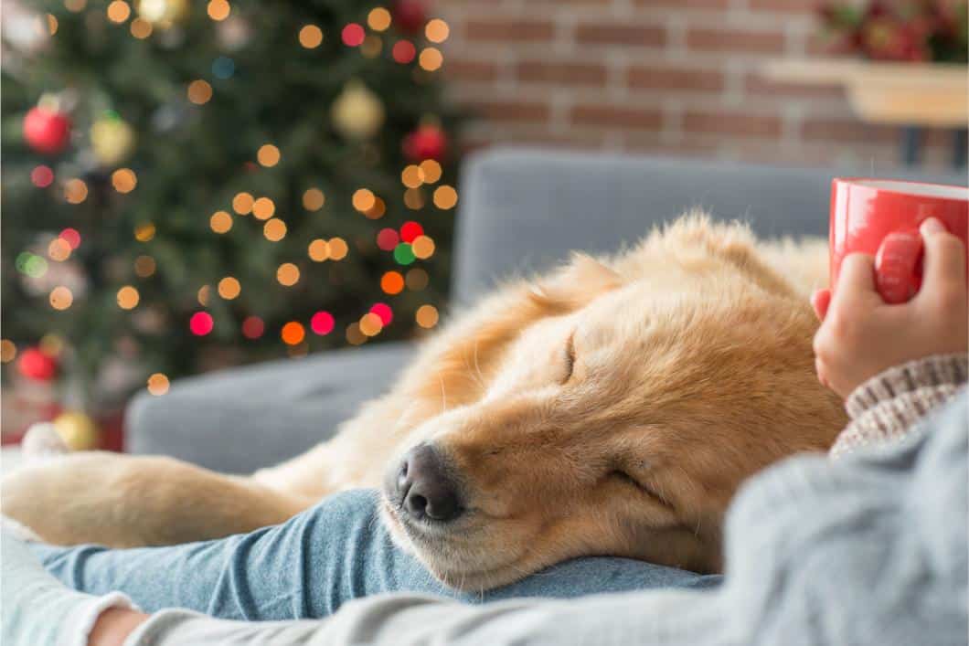 How Can I Keep My Pet Safe During the Holidays?