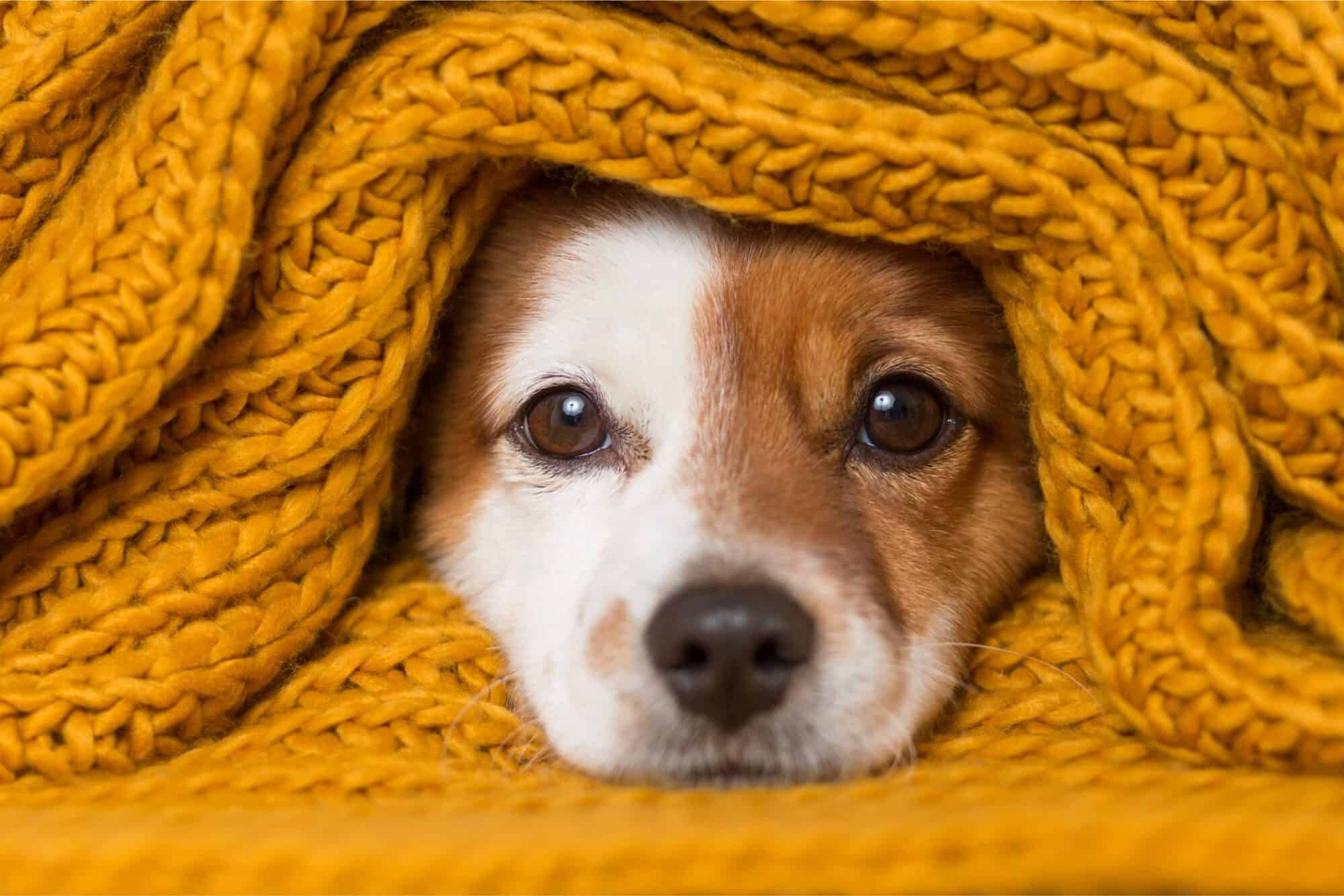Managing Cold Weather Aches in Pets