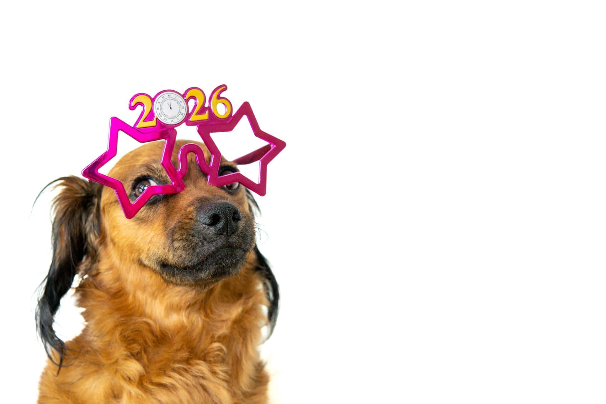 What New Year Resolutions Should I Make for My Pet?