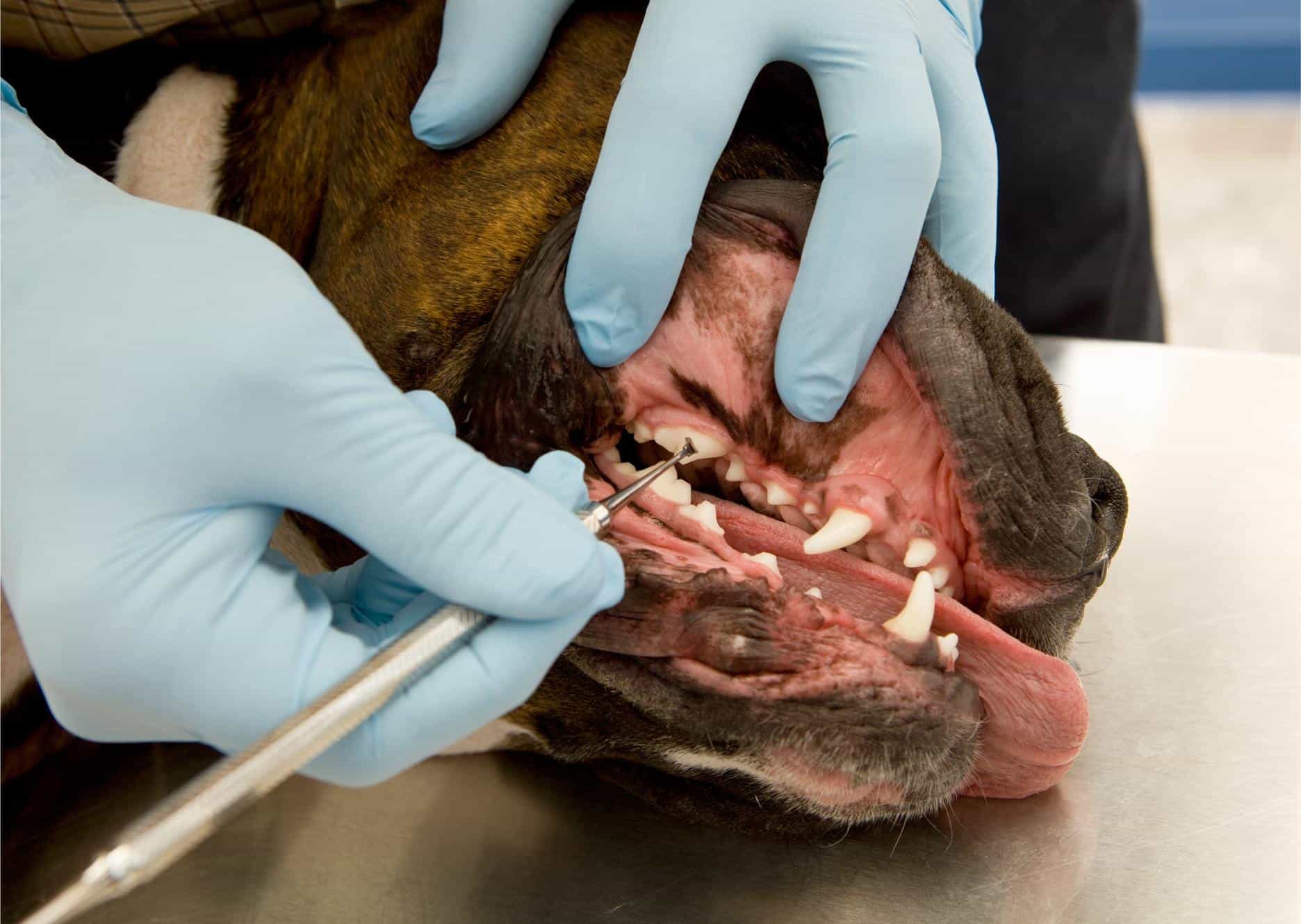 3 Crucial February Pet Dental Tips