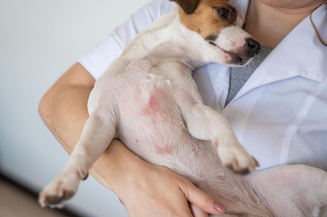 The Texas Itch: Managing May Humidity & Pet Skin Health