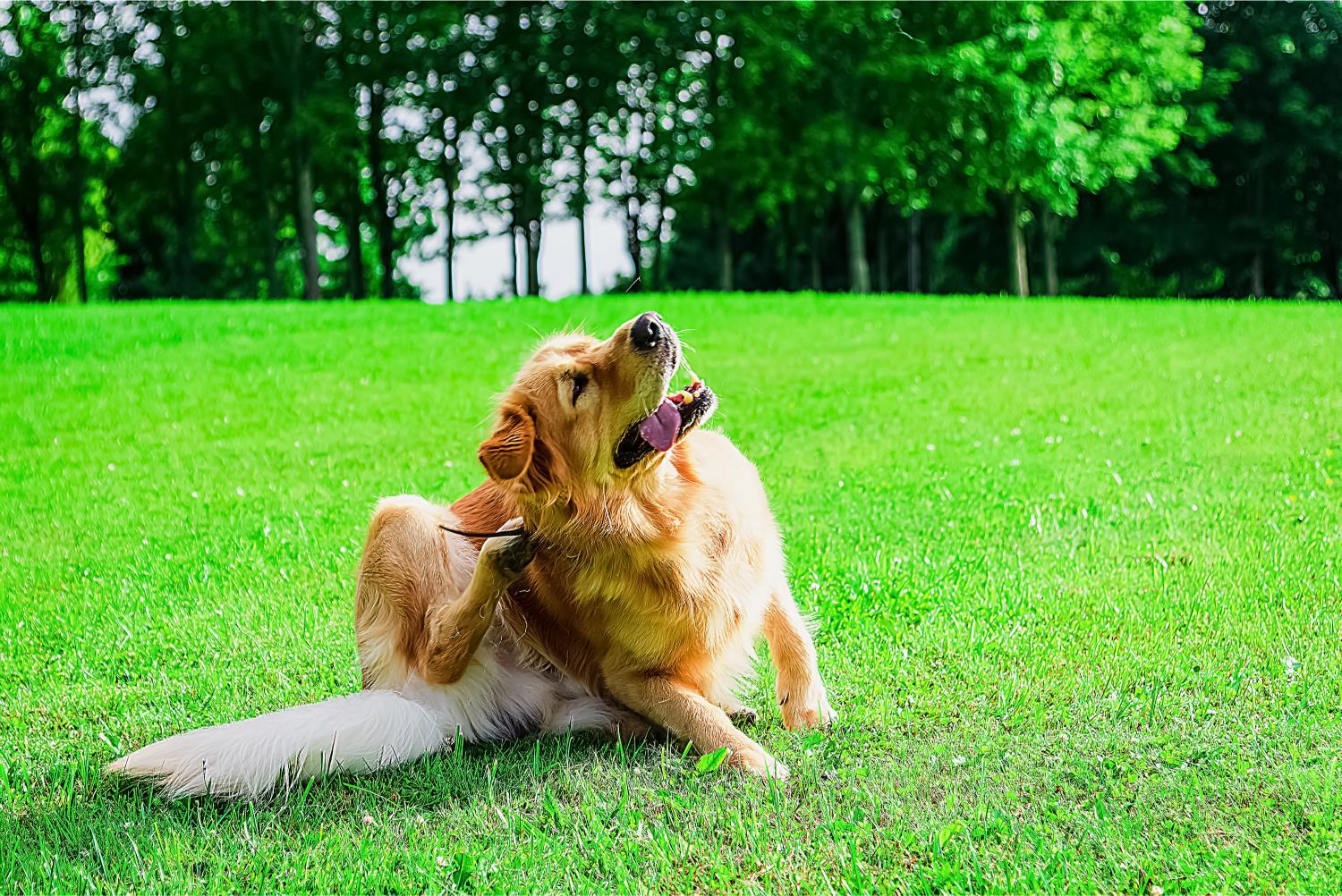 Why Some Dogs Develop Chronic Ear Infections