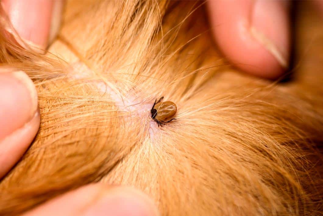 tick on dog skin.