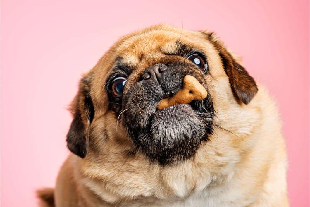 Is Your Pet Overweight? How to Help Your Dog or Cat Achieve a Healthy Weight