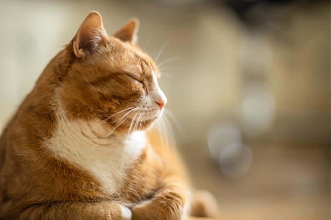 Senior cat wellness exam.