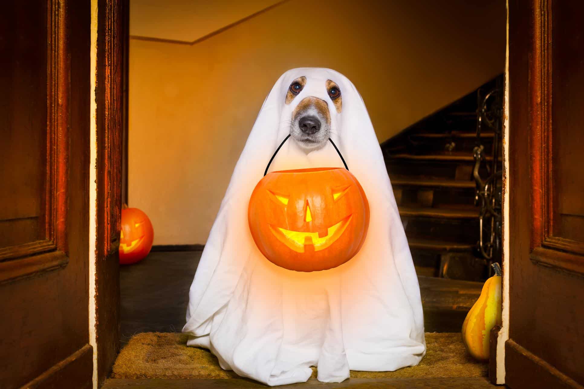 Halloween Pet Safety in Richmond: Candy, Costumes, and Door Traffic