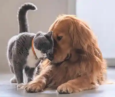 Dog and cat cuddling
