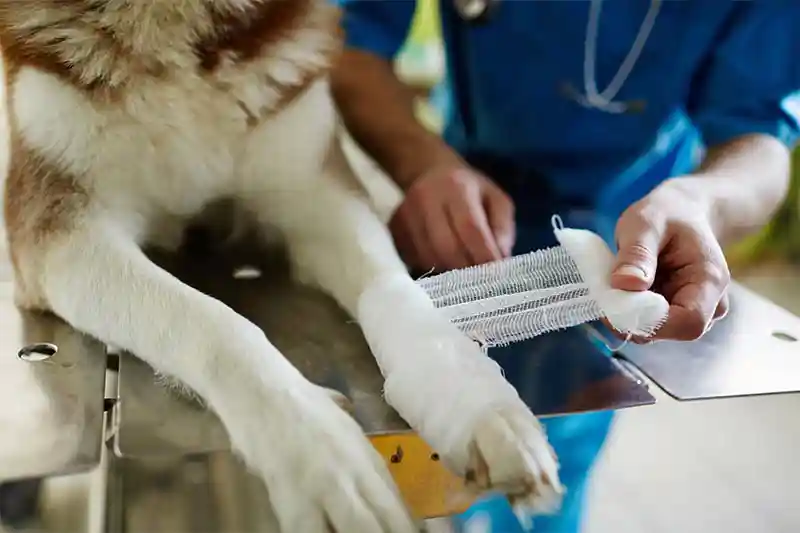 A dog's paw being treated A dog's paw being treated