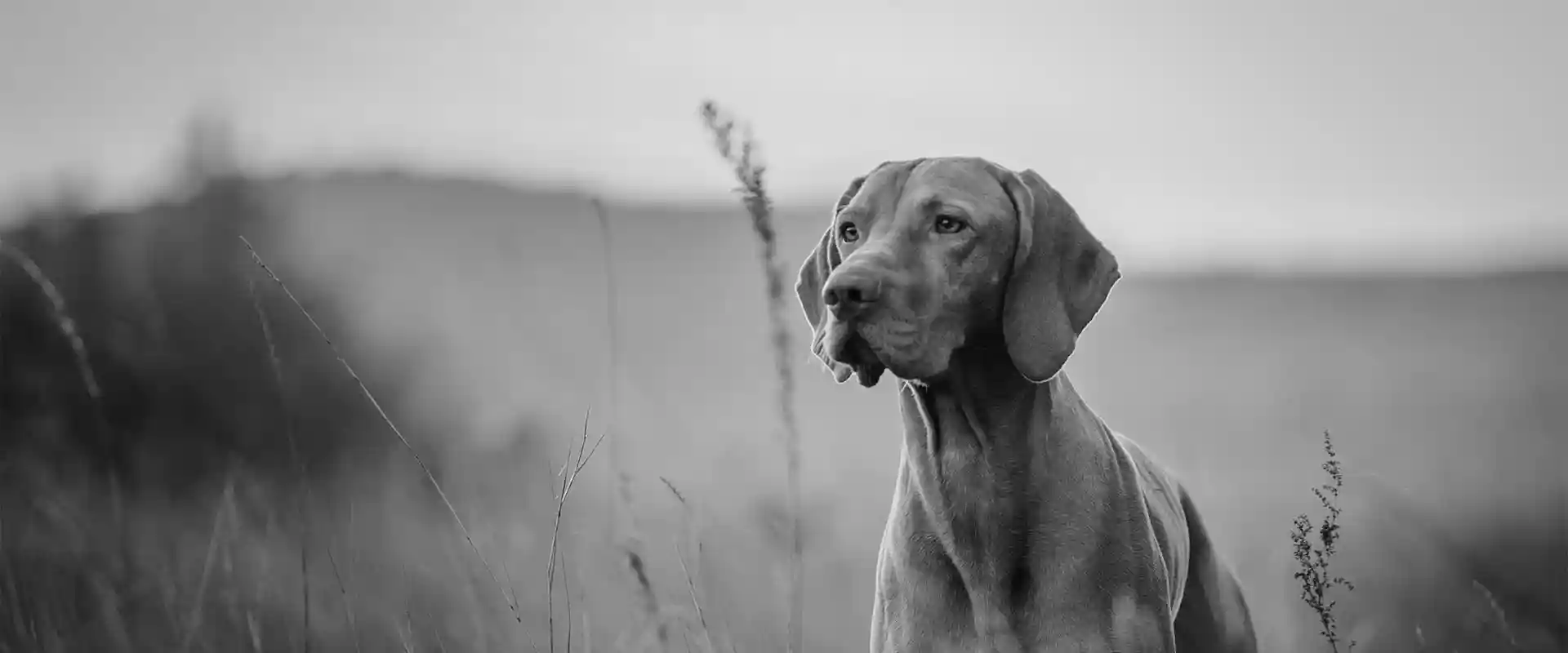 A hound in a field