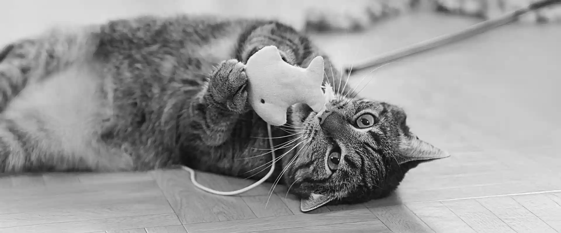 A cat with a mouse toy