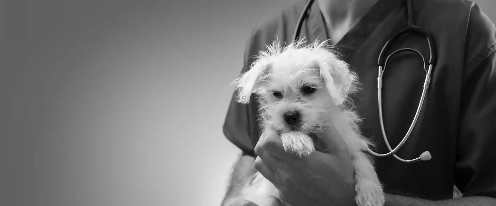 A dog being held by the vet