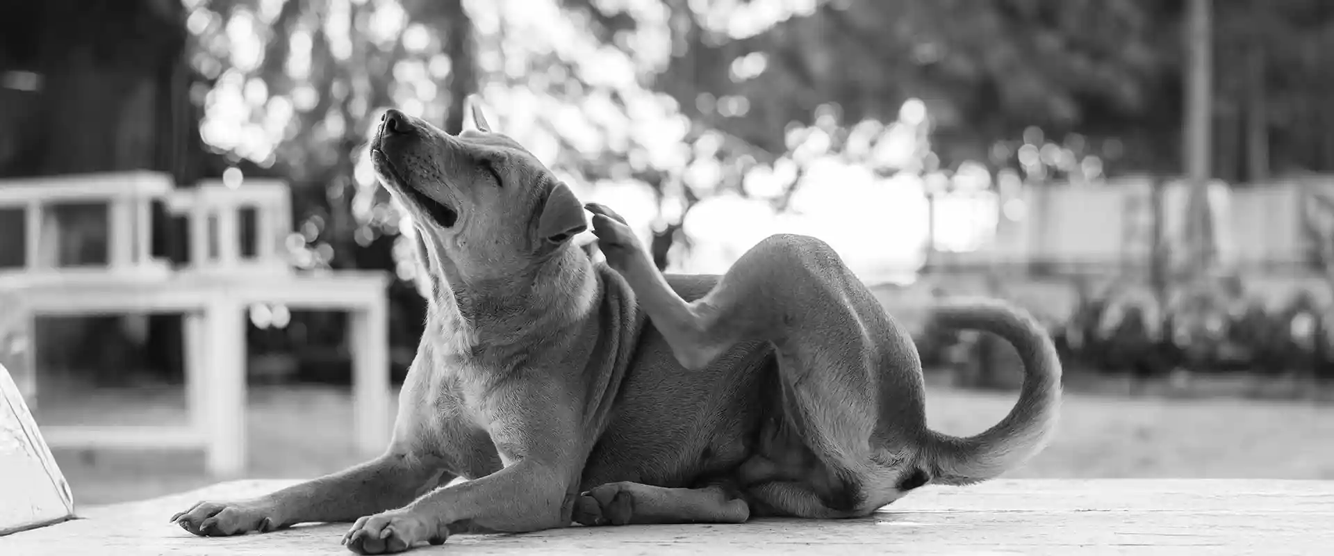 Dog scratching its ear