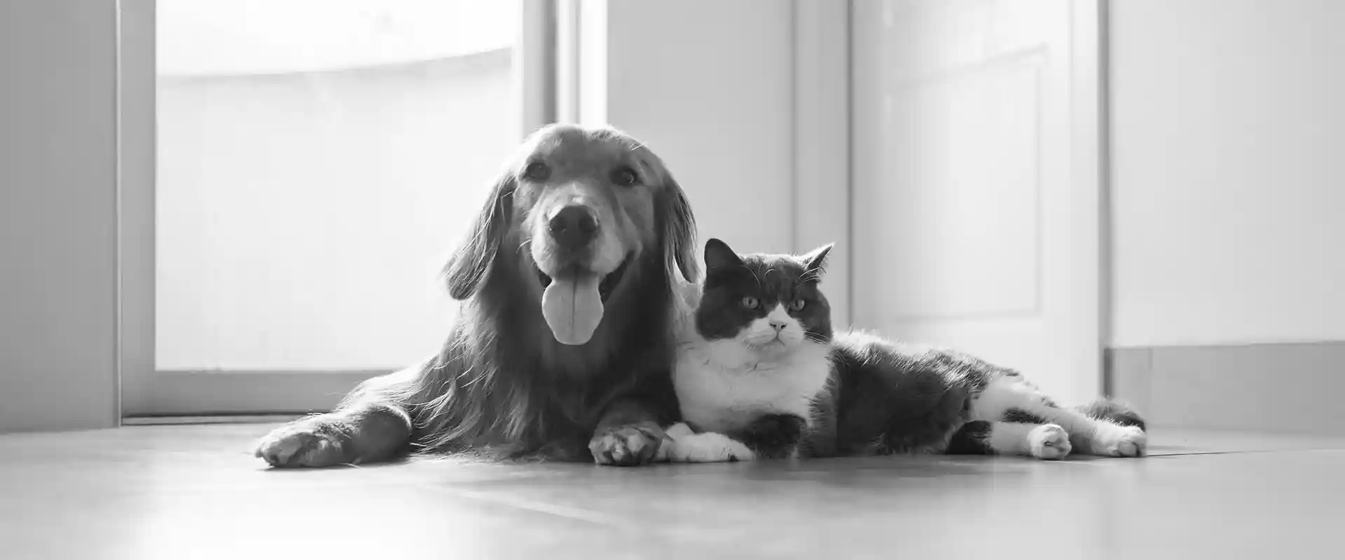 A dog and cat