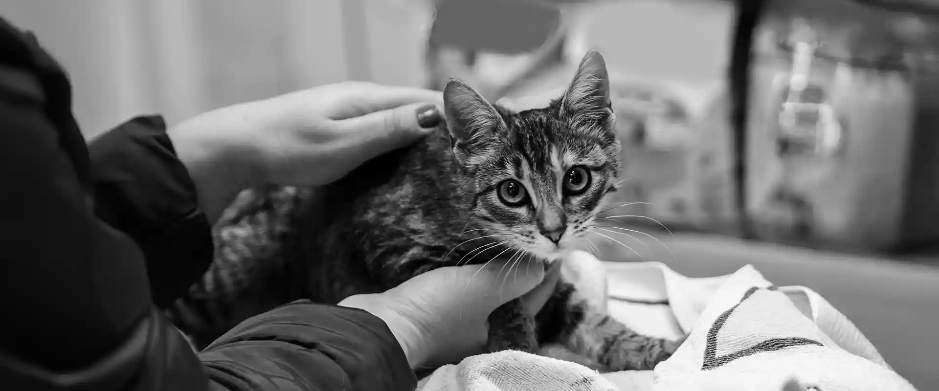 Cat being held