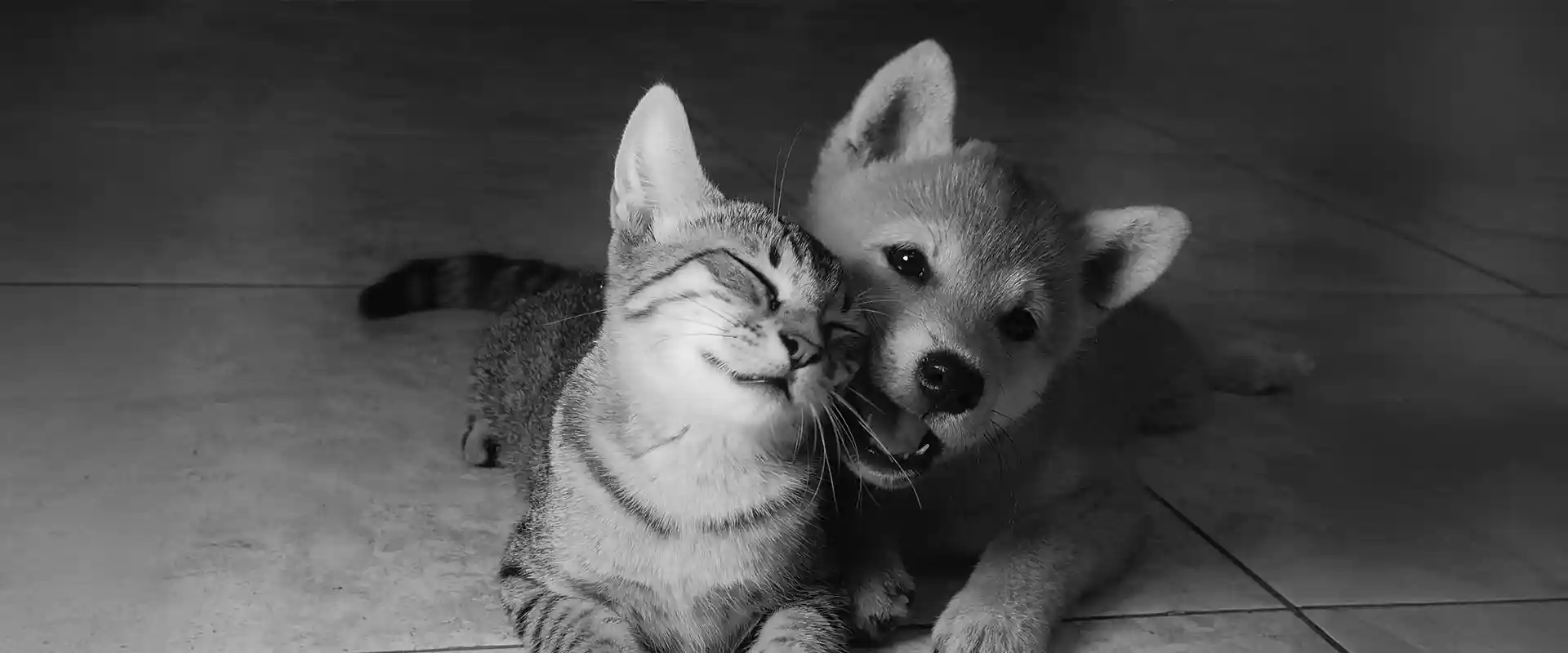 A puppy and cat playing