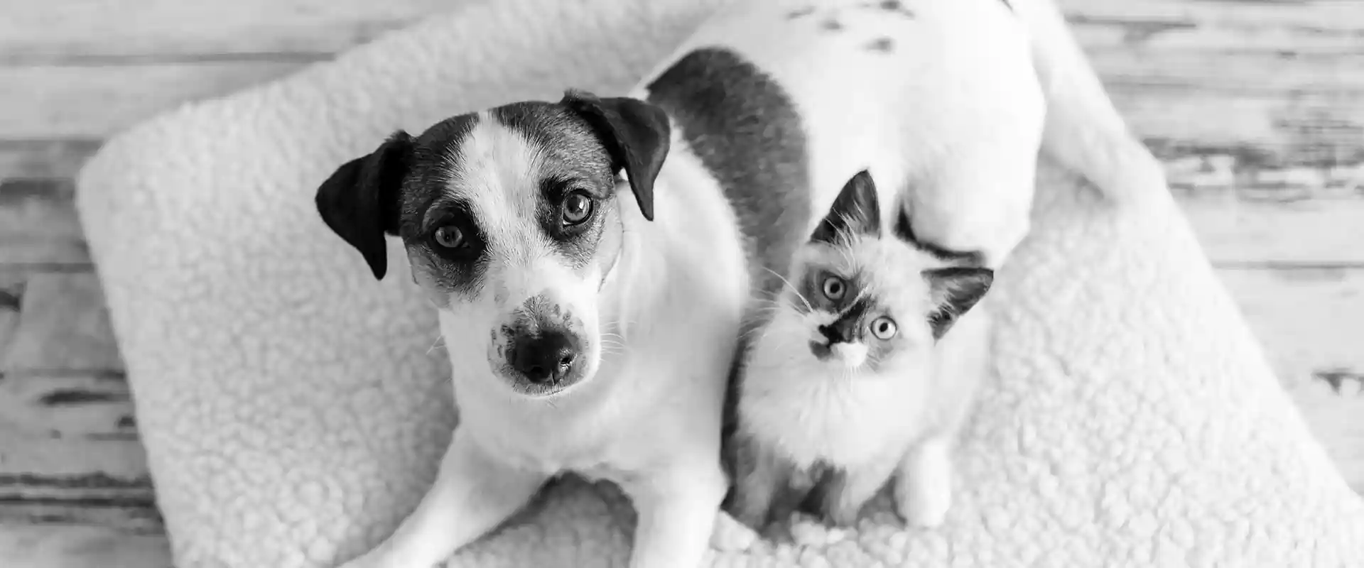A dog and cat