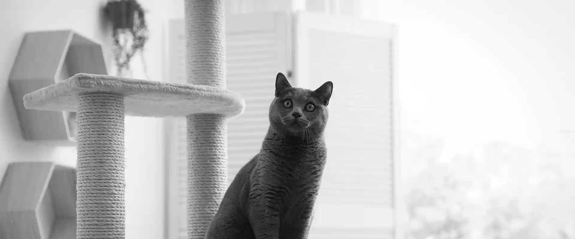 A cat sitting on a cat tree