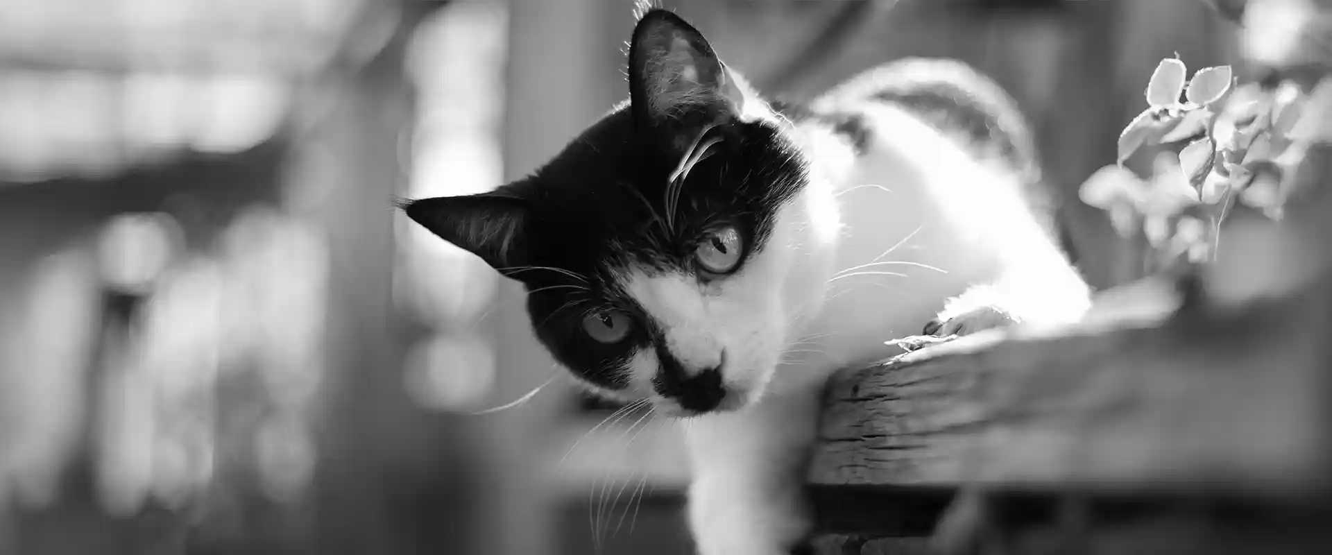 A black and white cat on a fence