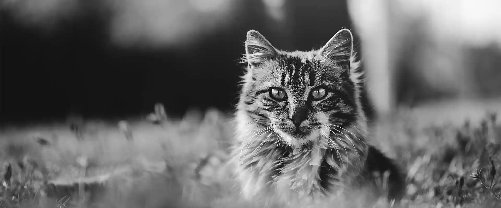 An older cat outdoors