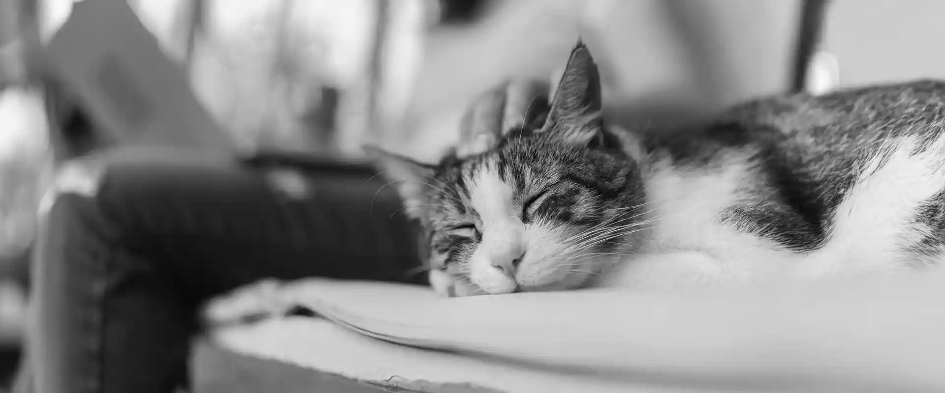 A cat sleeping with their human