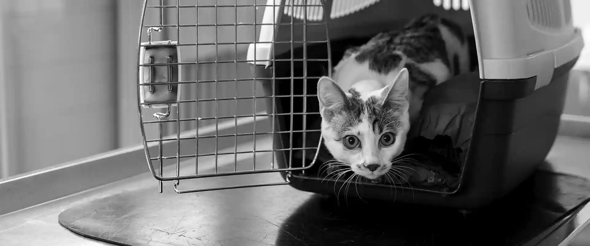 A cat in a carrier