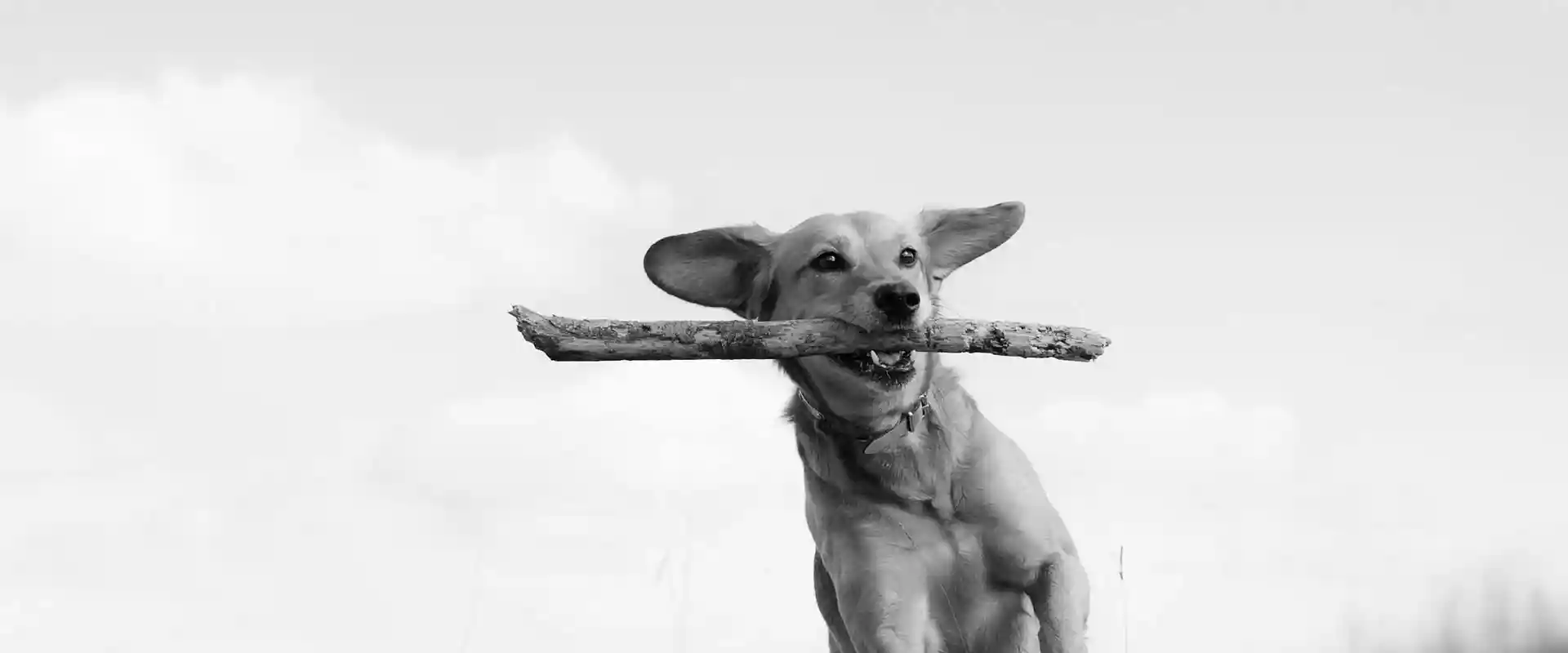 A dog with a stick