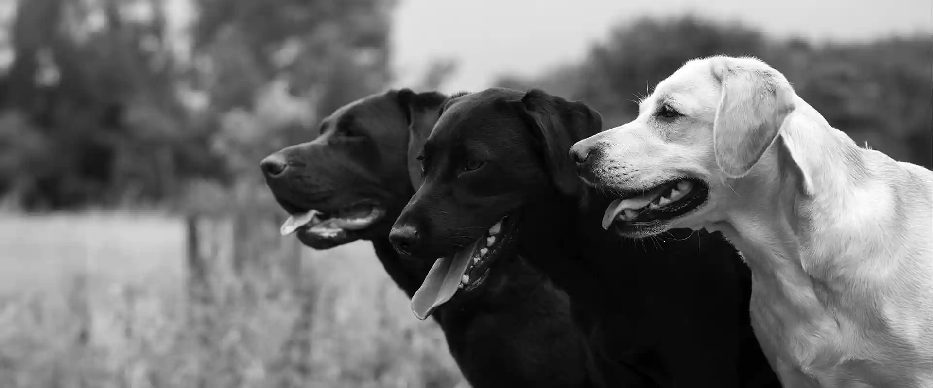 Three flavors of Labrador retriever